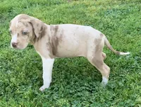 Female 6, a female Catahoula Leopard Dog for sale in Gadsden, AL – Photo 5 of 7