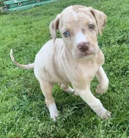 Female 6, a female Catahoula Leopard Dog for sale in Gadsden, AL – Photo 6 of 7