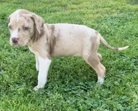 Female 6, a female Catahoula Leopard Dog for sale in Gadsden, AL – Photo 2 of 7