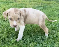 Female 6, a female Catahoula Leopard Dog for sale in Gadsden, AL – Photo 3 of 7
