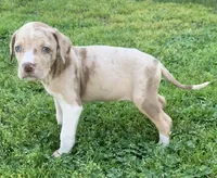 Female 6, a female Catahoula Leopard Dog for sale in Gadsden, AL – Photo 1 of 7