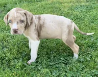 Female 6, a female Catahoula Leopard Dog for sale in Gadsden, AL – Photo 4 of 7