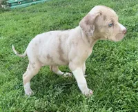 Female 6, a female Catahoula Leopard Dog for sale in Gadsden, AL – Photo 7 of 7