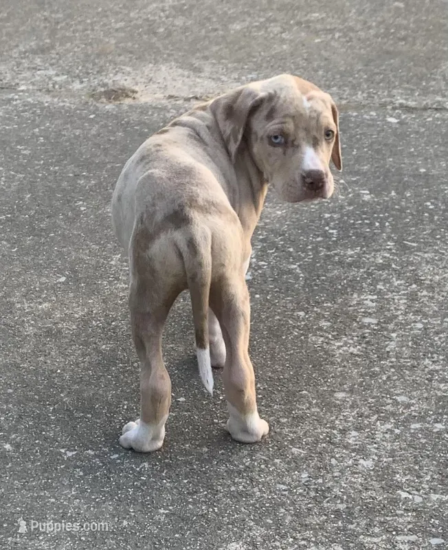 Female 6 – Catahoula Leopard Dog puppy for sale in Gadsden, AL