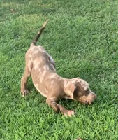 Boy 5, a male Catahoula Leopard Dog for sale in Gadsden, AL – 2 of 5