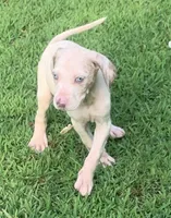 Boy 4, a female Catahoula Leopard Dog for sale in Gadsden, AL – 2 of 3