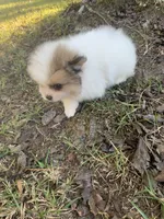 Male 2, a male Pomeranian for sale in Gadsden, AL – 2 of 10