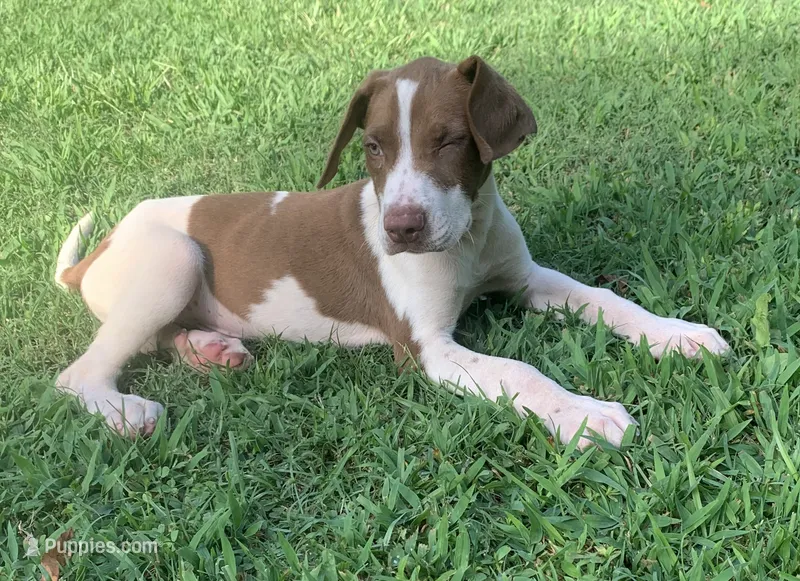 Boy 2 – Catahoula Leopard Dog puppy for sale in Gadsden, AL