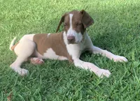 Boy 2, a male Catahoula Leopard Dog for sale in Gadsden, AL – 1 of 8