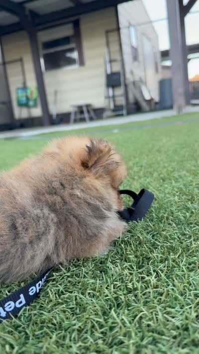 Male 1 , a male Pomeranian for sale in Gadsden, AL – 7 of 8
