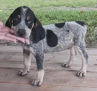 Bluetick male1, a male Bluetick Coonhound for sale in Gadsden, AL – Photo 1 of 2