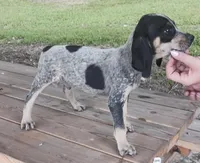 Bluetick male1, a male Bluetick Coonhound for sale in Gadsden, AL – Photo 2 of 2