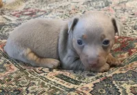 Silver male , a male Teddy Roosevelt Terrier for sale in Gadsden, AL – 2 of 4