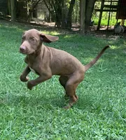 Girl 1, a female Catahoula Leopard Dog for sale in Gadsden, AL – 8 of 10