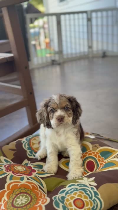 Male 1, a male Cocker Spaniel for sale in Gadsden, AL – 3 of 5