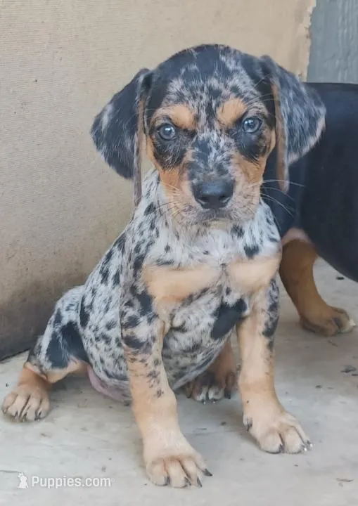 Female 2 – Catahoula Leopard Dog, Bluetick Coonhound puppy for sale in Gadsden, AL