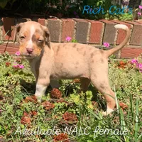 Female 1, a female Catahoula Leopard Dog for sale in Gadsden, AL – Photo 2 of 2