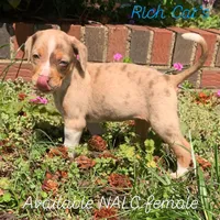 Female 1, a female Catahoula Leopard Dog for sale in Gadsden, AL – Photo 1 of 2