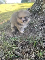 Male 3, a male Pomeranian for sale in Gadsden, AL – 3 of 10