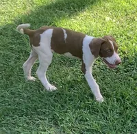 Boy 2, a male Catahoula Leopard Dog for sale in Gadsden, AL – 3 of 8