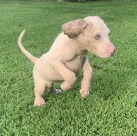 Boy 4, a female Catahoula Leopard Dog for sale in Gadsden, AL – 3 of 3