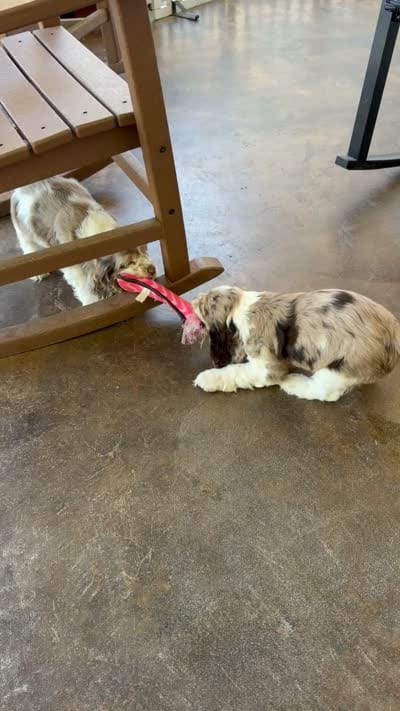 Male 1, a male Cocker Spaniel for sale in Gadsden, AL – 5 of 5