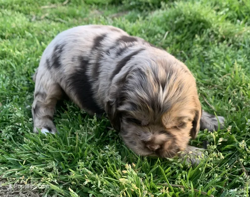 Chocolate Merle boy 1 – Cocker Spaniel puppy for sale in Gadsden, AL