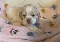Female buff parti, a female Cocker Spaniel for sale in Gadsden, AL – Photo 4 of 5