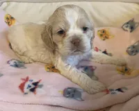 Female buff parti, a female Cocker Spaniel for sale in Gadsden, AL – Photo 2 of 5