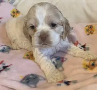 Female buff parti, a female Cocker Spaniel for sale in Gadsden, AL – Photo 1 of 5