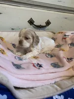 Female buff parti, a female Cocker Spaniel for sale in Gadsden, AL – Photo 5 of 5