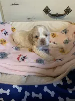 Female buff parti, a female Cocker Spaniel for sale in Gadsden, AL – Photo 3 of 5