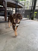 Jojo, a male Teddy Roosevelt Terrier for sale in Gadsden, AL – 8 of 10