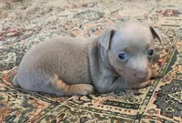 Silver male , a male Teddy Roosevelt Terrier for sale in Gadsden, AL – 3 of 4