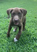 Girl 1, a female Catahoula Leopard Dog for sale in Gadsden, AL – 5 of 10