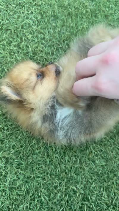 Male 1 , a male Pomeranian for sale in Gadsden, AL – 8 of 8