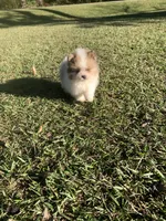 Male 2, a male Pomeranian for sale in Gadsden, AL – 9 of 10