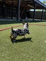 Rich Rat’s Trinket, a female Teddy Roosevelt Terrier for sale in Gadsden, AL – Photo 4 of 9