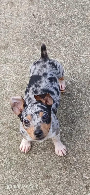 Rich Rat’s Trinket