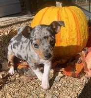 Rich Rat’s Trinket, a female Teddy Roosevelt Terrier for sale in Gadsden, AL – Photo 2 of 2