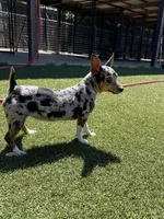 Rich Rat’s Trinket, a female Teddy Roosevelt Terrier for sale in Gadsden, AL – Photo 9 of 9