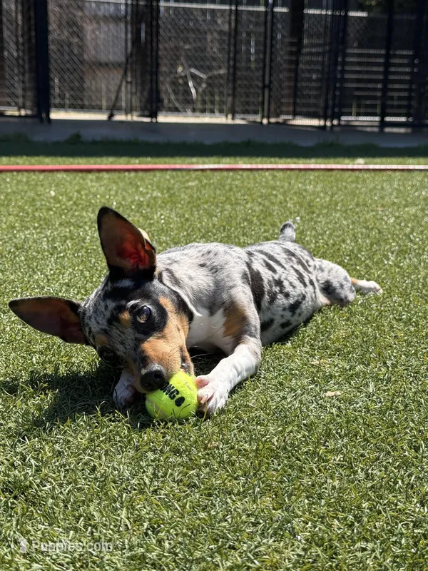 Rich Rat’s Trinket – Teddy Roosevelt Terrier puppy for sale in Gadsden, AL