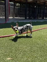 Rich Rat’s Trinket, a female Teddy Roosevelt Terrier for sale in Gadsden, AL – Photo 3 of 9