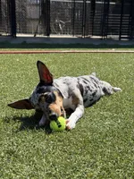 Rich Rat’s Trinket, a female Teddy Roosevelt Terrier for sale in Gadsden, AL – Photo 5 of 9