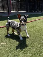 Rich Rat’s Trinket, a female Teddy Roosevelt Terrier for sale in Gadsden, AL – Photo 7 of 9