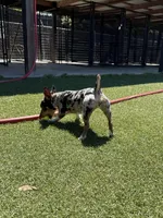 Rich Rat’s Trinket, a female Teddy Roosevelt Terrier for sale in Gadsden, AL – Photo 8 of 9