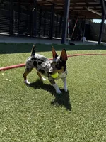 Rich Rat’s Trinket, a female Teddy Roosevelt Terrier for sale in Gadsden, AL – Photo 6 of 9