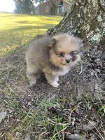 Male 3, a male Pomeranian for sale in Gadsden, AL – 8 of 10