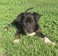 NALC black/brindle girl, a female Catahoula Leopard Dog for sale in Gadsden, AL – Photo 10 of 10