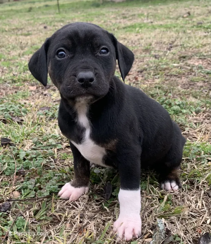 NALC black/brindle girl